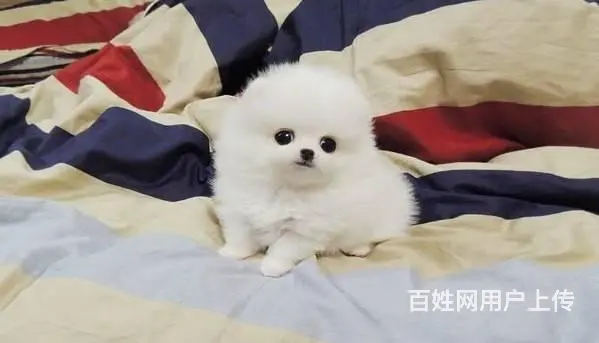 黄色炸毛博美犬精品小俊介哪里卖博美出售博美价格 - 图片 8
