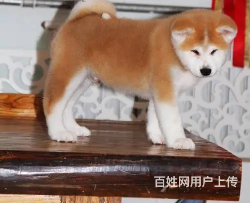 纯种 日系秋田犬 来可见父母 签协议保障健康 - 图片 3