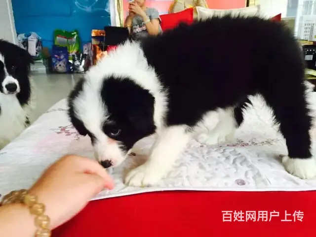 辽阳上哪可以看到边牧犬舍，边牧犬舍地址位置 - 图片 4