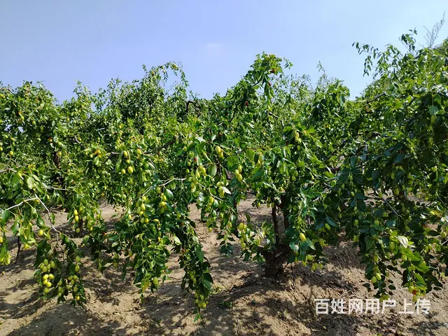 转让3亩大枣树果园，6亩田地，能进车价格面议 - 图片 3