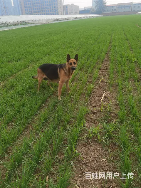 喜欢狼狗的来。工作犬 - 图片 8