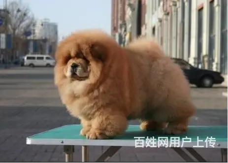 中卫狗场卖松狮，狗场松狮多少钱一只 - 图片 9