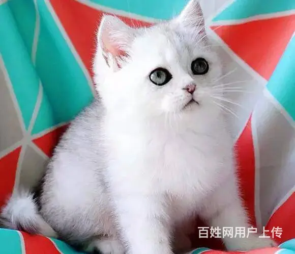 【cfa血统证书】 家养渐层 包健康 - 图片 2