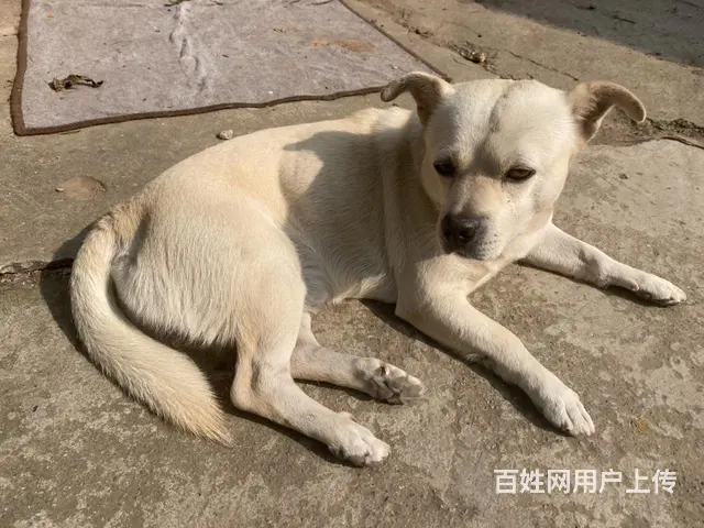 寻狗启示 - 图片 2