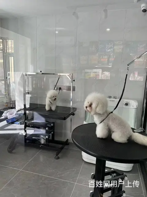 连锁宠物店出兑 宠物用品零售店铺转让 - 图片 9