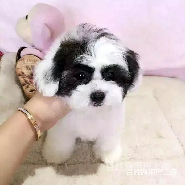 平顶山靠谱泰迪犬舍养泰迪上哪里看 - 图片 8