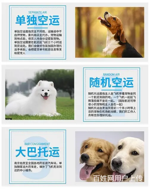 宠物狗猫 鸽子托运空运服务 一条龙服务 放心安全 - 图片 3