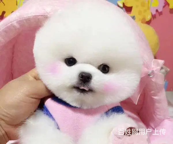 博美犬 茶杯幼犬出售 直销哈多利小体博美犬 - 图片 9