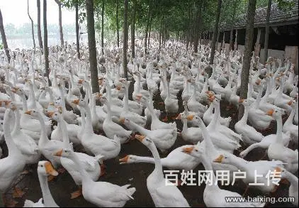 出售鹅苗，笨鸡苗，鸳鸯鸭，苗保证质量 。 - 图片 5