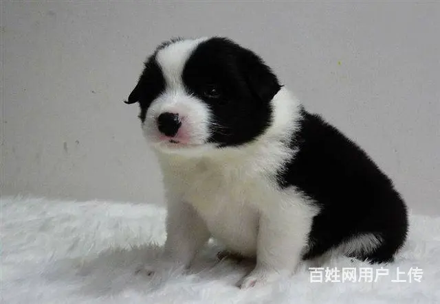 大型犬舍出售各种宠物狗边境幼犬健康质保售后无忧 - 图片 4