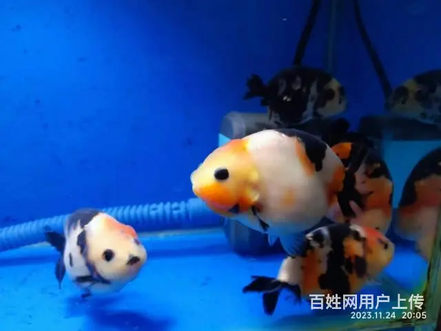 打包出5条精品兰寿，280元，自来水养大适合鱼友家养，尺寸7 - 图片 9