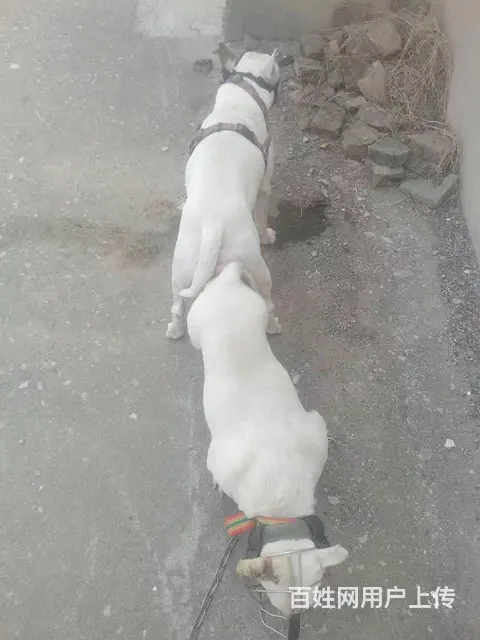 已配大母公的也卖 - 图片 2