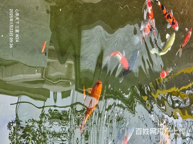 苏州批发零售锦鲤鱼 - 图片 1