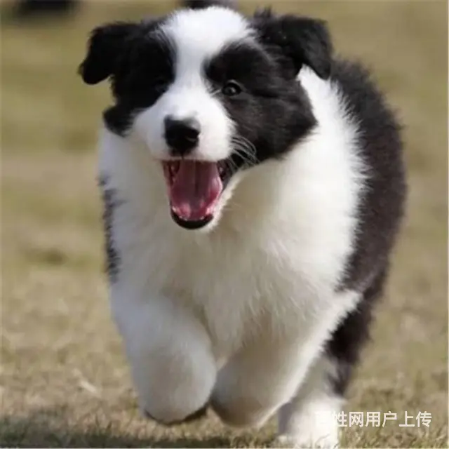 边境牧羊犬多少钱一只 纯种边境牧羊犬 - 图片 4