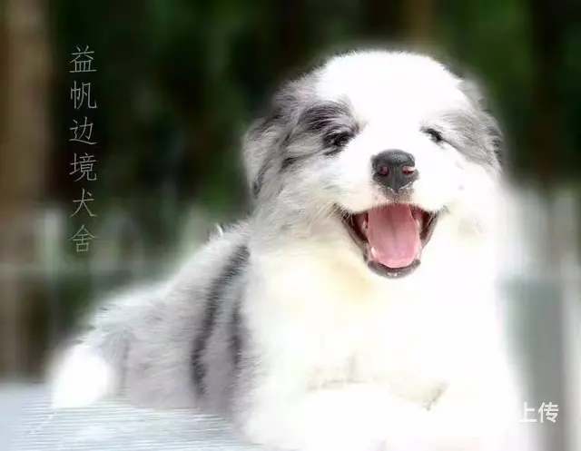 宿迁正规犬舍，益帆边境牧羊犬犬舍 - 图片 11