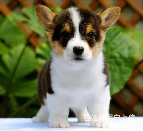 精品威尔士柯基犬出窝 三色柯基犬 纯种健康柯基犬 - 图片 8