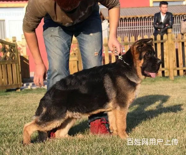 锤系德牧 大头版大骨量黑脸大塞皮 锤系德牧价格 - 图片 4