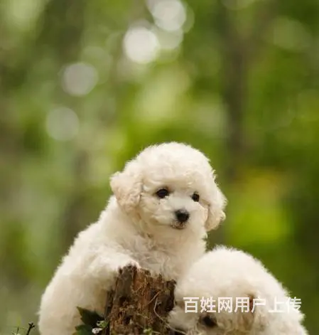 纯种比熊幼犬出售 驱虫疫苗已做好 全国送货上门 - 图片 9