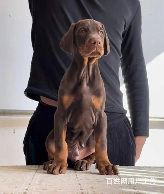 德系杜宾犬 出售高品质杜宾幼犬 - 图片 7