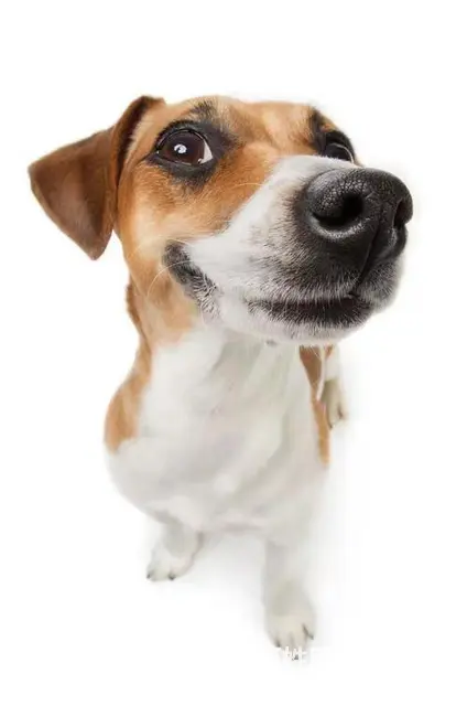 三门峡宠物托运（猫狗柴犬）（全国活体运输）一对一上门接 全程 - 图片 3
