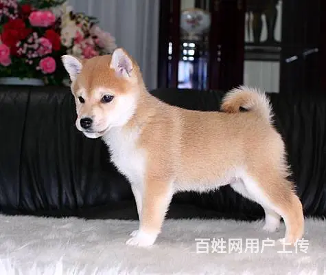 哪里出售柴犬 纯种日系柴犬 纯种柴犬幼犬 - 图片 9