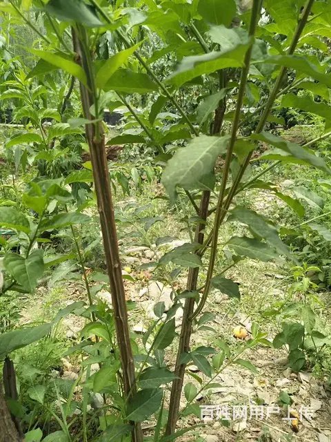 辉县出售鬼见愁树苗树木，详细价格详谈 - 图片 1
