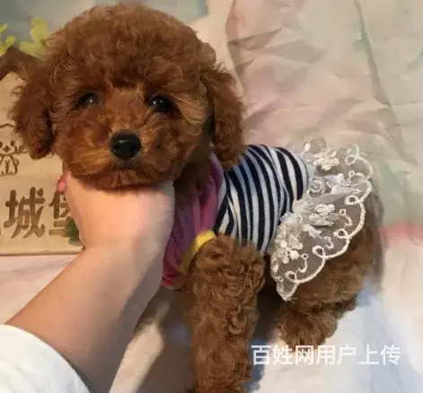 邢台泰迪多少钱一只 邢台泰迪怎么卖 邢台泰迪价格 - 图片 1