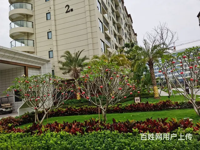 海南乐东椰林阳光 - 图片 2