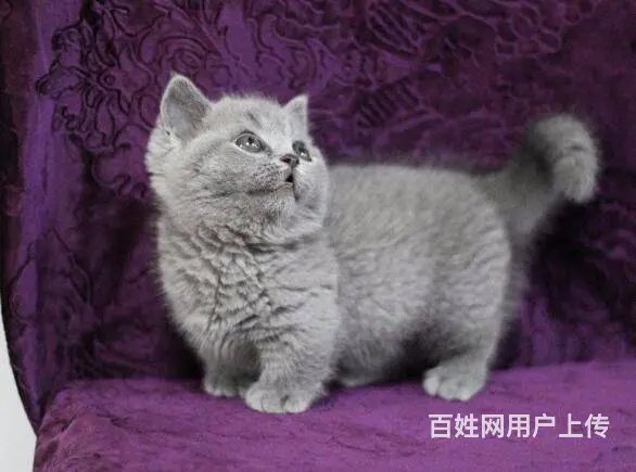 常州哪里出售蓝猫 蓝猫多少钱 蓝猫图片 - 图片 2
