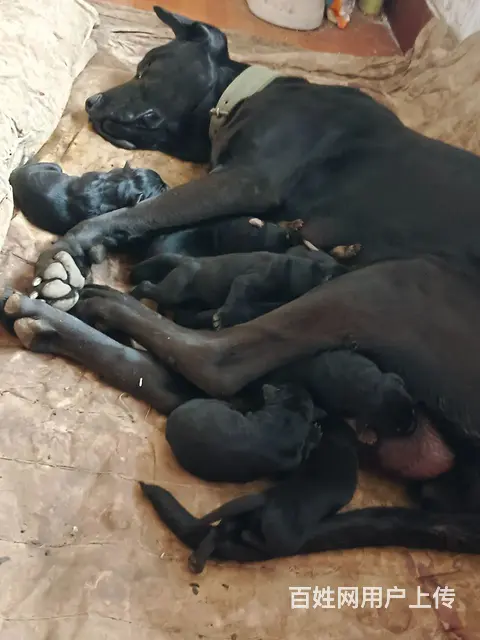 黑狼幼犬 - 图片