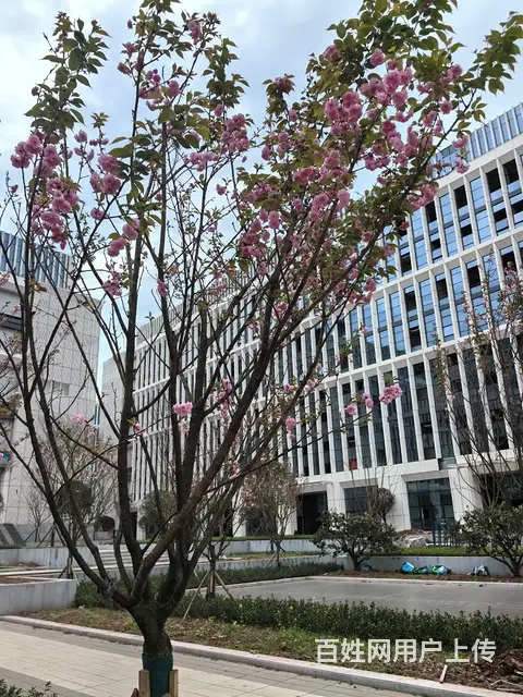 高新区 电子信息产业园 即将开园 单层厂房对外出租 - 图片 6