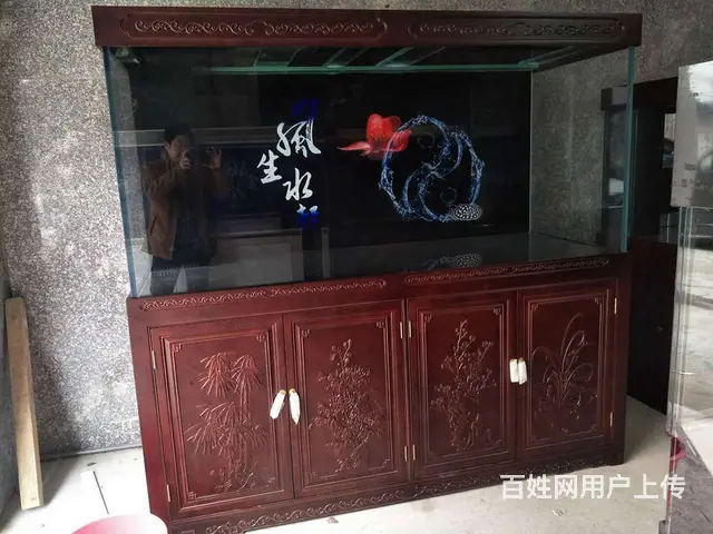 专业清理公司，家庭，大型鱼缸。各类观赏鱼 - 图片 7