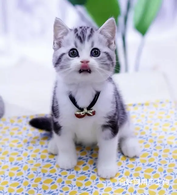 蓝猫标斑起司蓝白渐层哪里有 图片价格 多少钱一只 - 图片 5