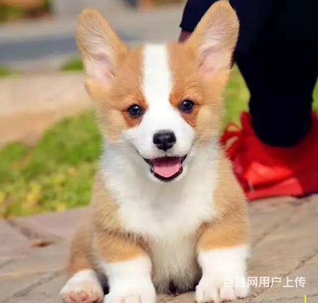 北京哪里有卖柯基犬的 质保签协议 - 图片 2