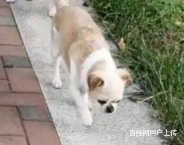 寻狗 - 图片