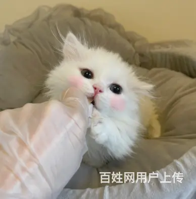 哪里有卖矮脚长毛拿破仑的多少钱 中国人不骗中国人 - 图片 3