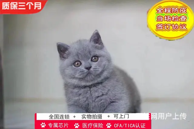 哪里有英短蓝猫卖的 蓝猫怎么养 英短蓝猫多少钱 - 图片 8