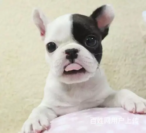 辽阳哪里可以看到纯种法斗犬  宠物狗一般多少钱 - 图片 2