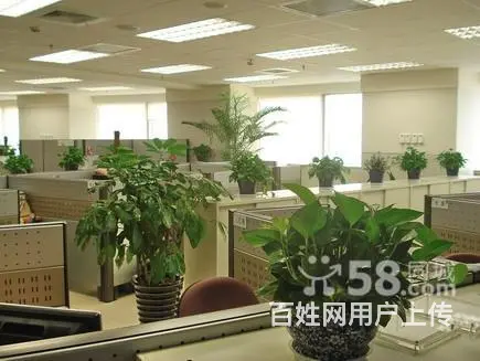 淄博花卉租凭/淄博绿植出租/淄博绿植租摆/ 园林 - 图片 1