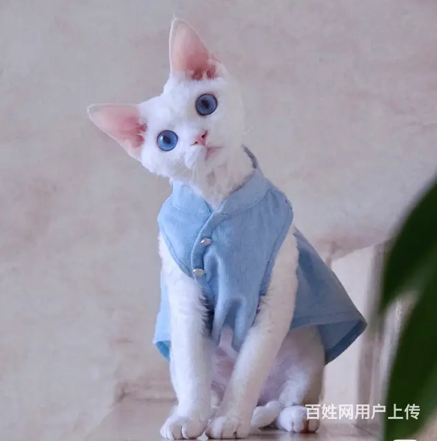 哪里有德文卷毛猫卖的 德文好养吗 疫苗齐全包健康 - 图片 5