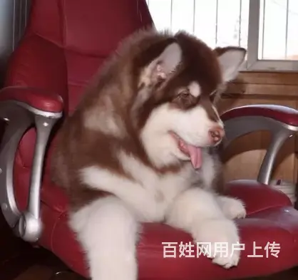 邢台阿拉斯加多少钱一只 邢台阿拉斯加怎么卖 - 图片 8
