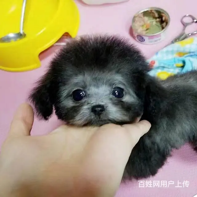 纯种泰迪犬 茶杯泰迪 迷你泰迪 玩具泰迪 品质高血 - 图片 7
