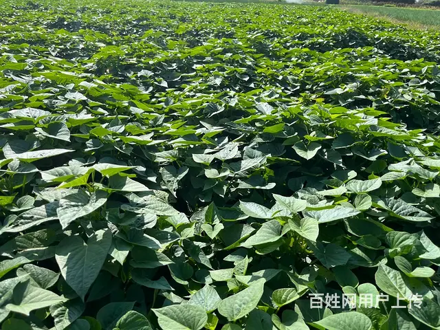广州花都食堂全品类食材配送,冷链送货,包退换 - 图片 5