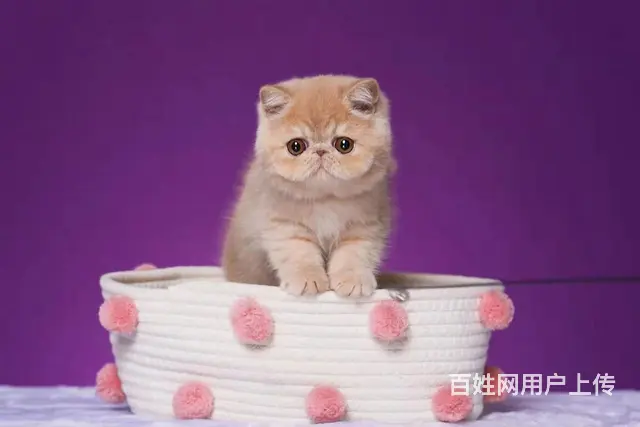 附近哪里有加菲猫卖的 加菲猫好养吗 包纯种健康 - 图片 3