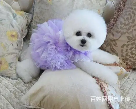 出售纯种比熊犬幼犬 棉花糖宝宝 北京法国比熊犬 - 图片 4