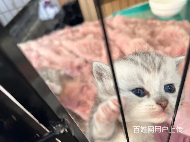 超级漂亮的银渐层和布偶猫的小崽崽，柔软、细腻、温顺 - 图片 10