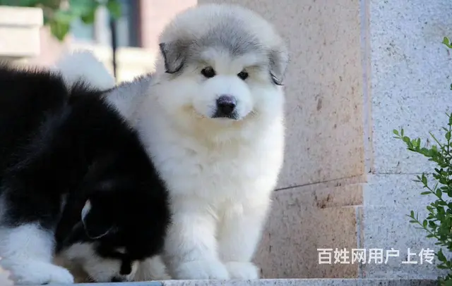 双血统巨型阿拉斯加幼犬 低价质保出售 签署保证协议 - 图片 2