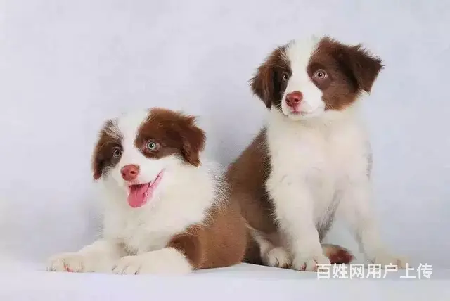 辽阳卖边牧的养殖场，养殖场边牧一般卖多少钱 - 图片 3