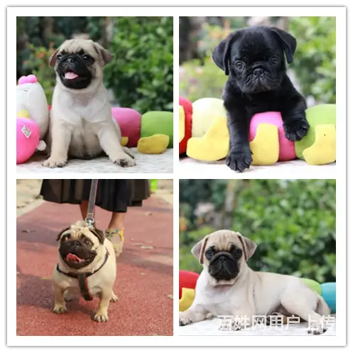 孝感家养巴哥幼犬一窝特价出售中 欢迎上门挑选送货上 - 图片 5
