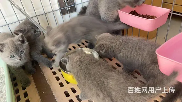 纯种蓝猫 - 图片 2